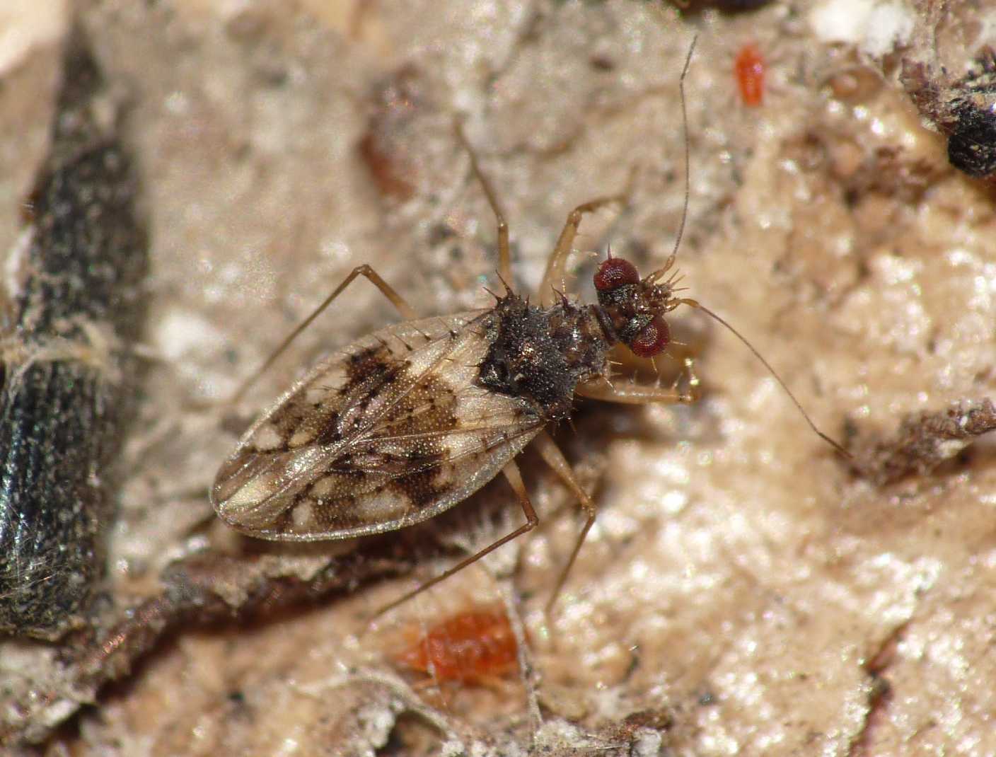 Patapius spinosus